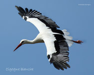 Cigogne blanche_0893.jpg